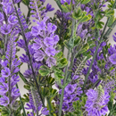 Planta Artificiala, Floare Decorativa de Lavanda, 9 Ramuri, 44 cm, Mov si Verde, Set de 2 Bucati