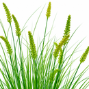 Planta Artificiala Iarba Ornamentala Tip Coada Vulpii, 100 cm, cu 12 Spice, Verde, Fara Ghiveci