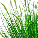 Planta Artificiala Iarba Ornamentala Tip Coada Vulpii, 80 cm, cu 33 Spice, Verde si Alb, Fara Ghiveci